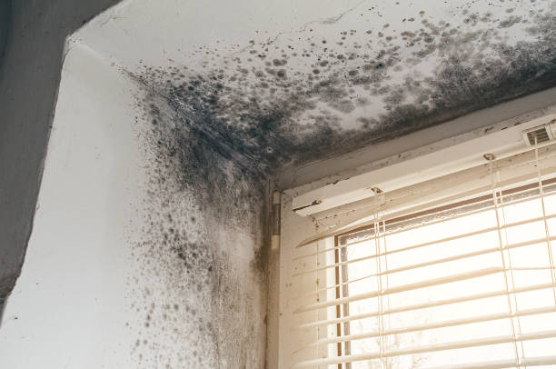 Affordable Mold Cleanup solutions in Irving, TX